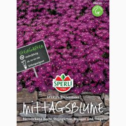 Middagsblomst SPERLI's blomsterhav