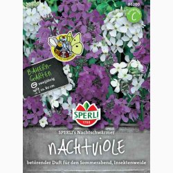 Hesperis matronalis - natviol