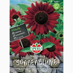 Solsikke Velvet Queen