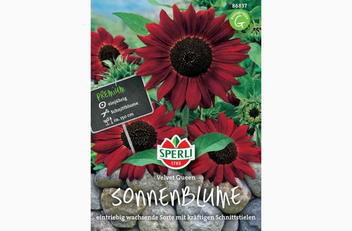 Solsikke Velvet Queen
