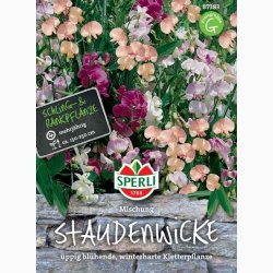 Lathyrus latifolius - Staude rteblomst