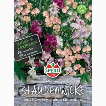 Lathyrus latifolius - Staude rteblomst