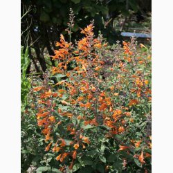 AGASTACHE Aurantiaca-Hybrid Tango (pose 25 fr)