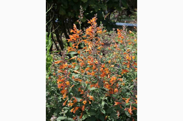 AGASTACHE Aurantiaca-Hybrid Tango