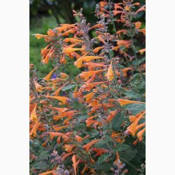 AGASTACHE Aurantiaca-Hybrid Tango (pose 25 fr)