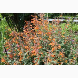 AGASTACHE Aurantiaca-Hybrid Tango (pose 25 fr)