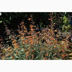Agastache aurantiaca Apricot Sprite (25 fr)