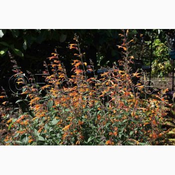 Agastache aurantiaca Apricot Sprite (25 fr)