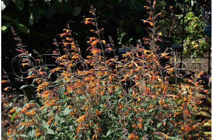 Agastache aurantiaca Apricot Sprite (25 fr)