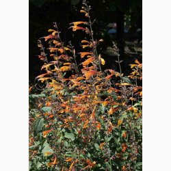 Agastache aurantiaca Apricot Sprite (25 fr)