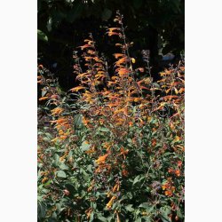 Agastache aurantiaca Apricot Sprite (25 fr)