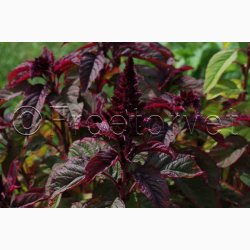 AMARANTHUS cruentus Oeschberg scarlet (Min 500 fr) - Amarant