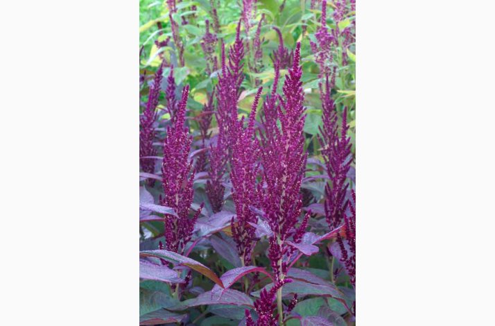 AMARANTHUS cruentus Oeschberg scarlet (Min 500 fr) - Amarant