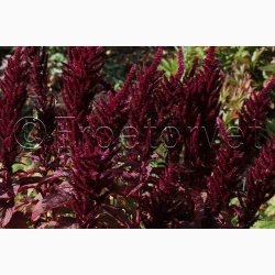 AMARANTHUS cruentus Oeschberg scarlet (Min 500 fr) - Amarant