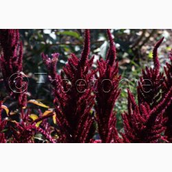 AMARANTHUS cruentus Oeschberg scarlet (Min 500 fr) - Amarant