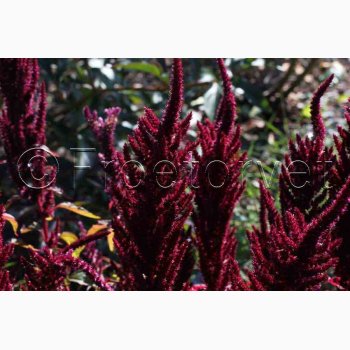 AMARANTHUS cruentus Oeschberg scarlet (Min 500 fr) - Amarant