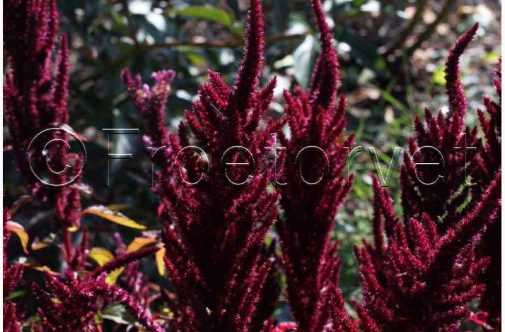 AMARANTHUS cruentus Oeschberg scarlet (Min 500 fr) - Amarant