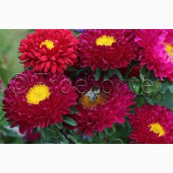 ASTER Matsumoto - Sommeraster