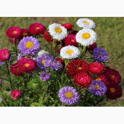 ASTER Matsumoto - Sommeraster