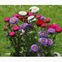 ASTER Matsumoto - Sommeraster