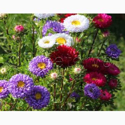 ASTER Matsumoto - Sommeraster