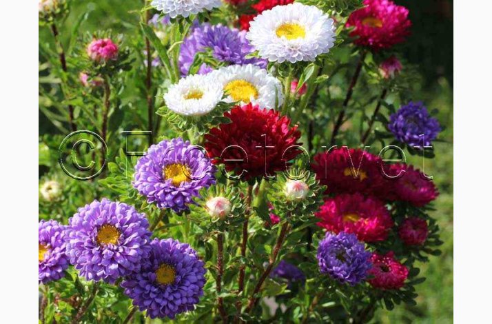 ASTER Matsumoto - Sommeraster