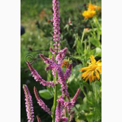 Akshindebger ( min. 35 fr)