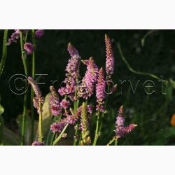 Akshindebger ( min. 35 fr)