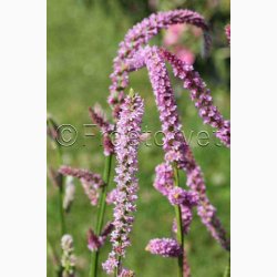 Akshindebger ( min. 35 fr)