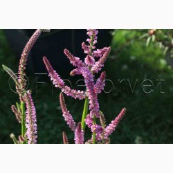 Akshindebger ( min. 35 fr)