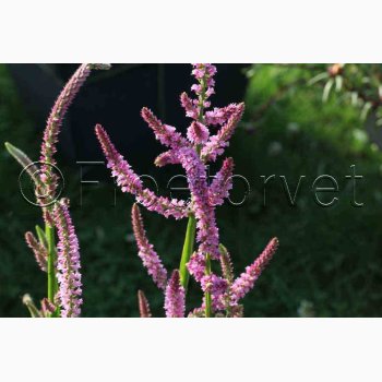 Akshindebger ( min. 35 fr)