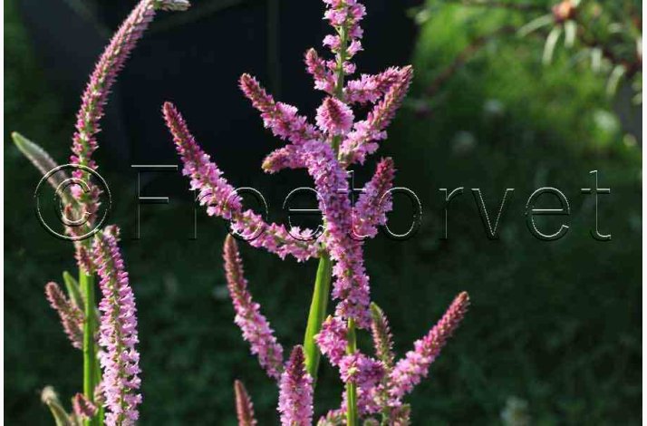 Akshindebger ( min. 35 fr)