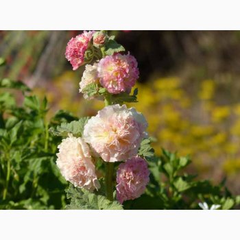 Alcea rosea 'Chaters Salmon-Pink'  Stokrose (min. 30 fr)