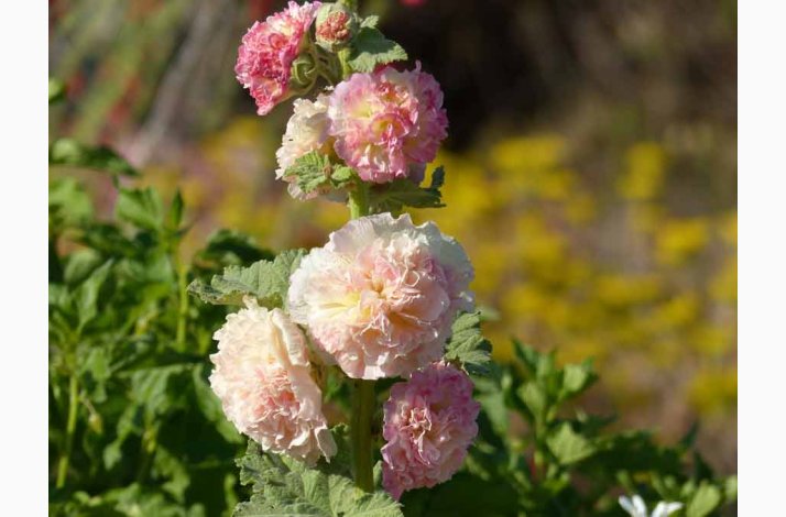Alcea rosea 'Chaters Salmon-Pink'  Stokrose (min. 30 fr)