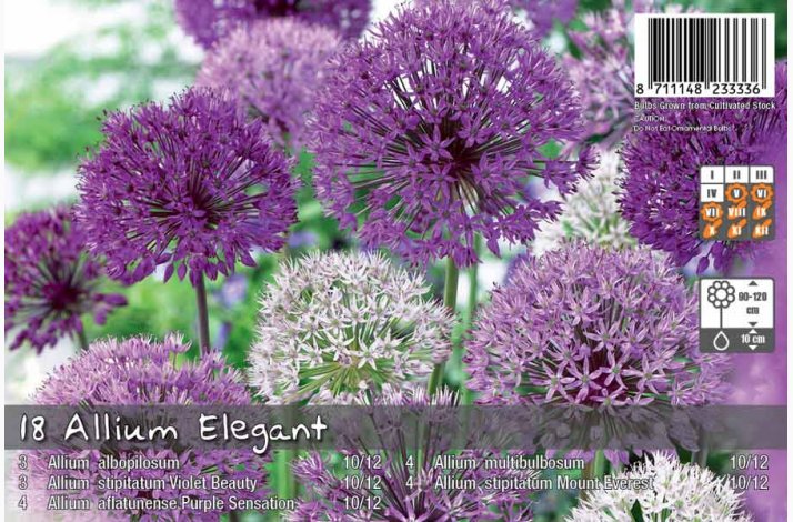 Allium Elegant mix (18 lg) - Prydlg
