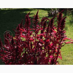 Amaranthus cruentus  Velvet Curtains (Min 200 fr) - Amarant