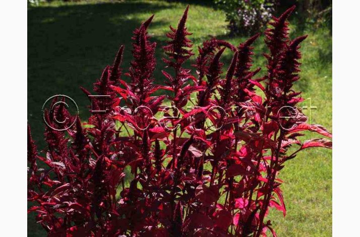 Amaranthus cruentus  Velvet Curtains (Min 200 fr) - Amarant