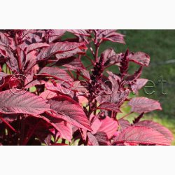 Amaranthus cruentus  Velvet Curtains (Min 200 fr) - Amarant