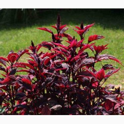 Amaranthus cruentus  Velvet Curtains (Min 200 fr) - Amarant