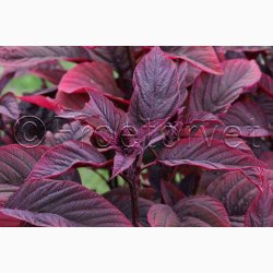 Amaranthus cruentus  Velvet Curtains (Min 200 fr) - Amarant