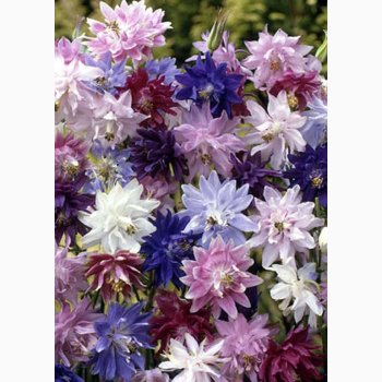 Akeleje � Aquilegia vulgaris �Barlow Miks� � Fr� (40 stk.)