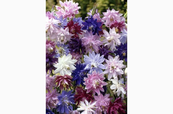 Akeleje � Aquilegia vulgaris �Barlow Miks� � Fr� (40 stk.)