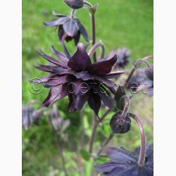Blomsterfr Aquilegia vulgaris Black Barlow -Akeleje (40 fr)