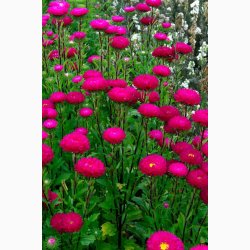 Callistephus chinensis 'Matsumoto Rose' - Sommerasters ( Pose min. 75 fr)