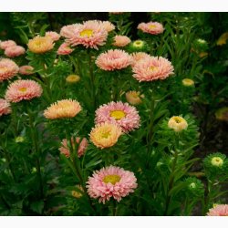 Callistephus chinensis Matsumoto Apricot - Sommerasters ( min. 75 fr)