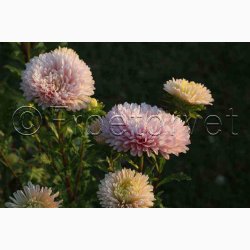 Asters, pion- aprikos Peony Chamois - Sommerasters (min. 60 fr)