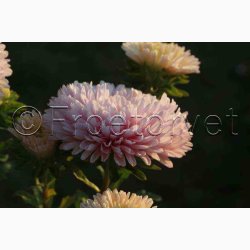Asters, pion- aprikos Peony Chamois - Sommerasters (min. 60 fr)