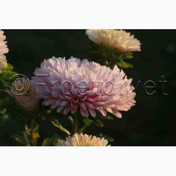 Asters, pion- aprikos Peony Chamois - Sommerasters (min. 60 fr)
