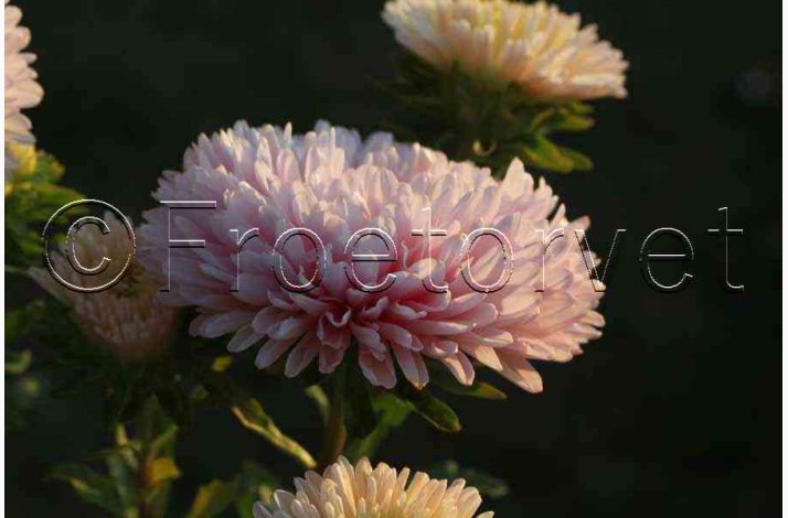 Asters, pion- aprikos Peony Chamois - Sommerasters (min. 60 fr)