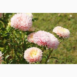 Asters, pion- aprikos Peony Chamois - Sommerasters (min. 60 fr)